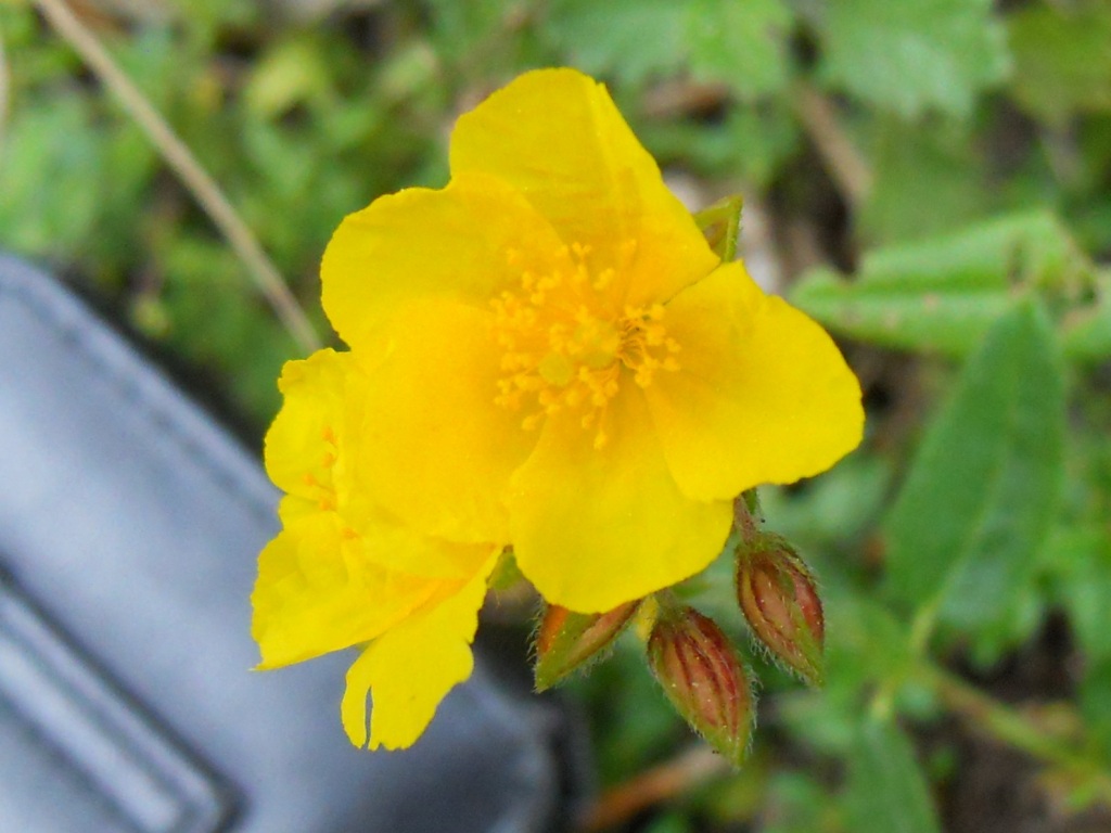 Helianthemum nummularium